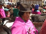 Viehmarkt in Guamote